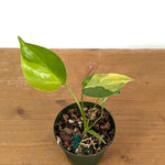 Monstera Yellow Marilyn Aurea