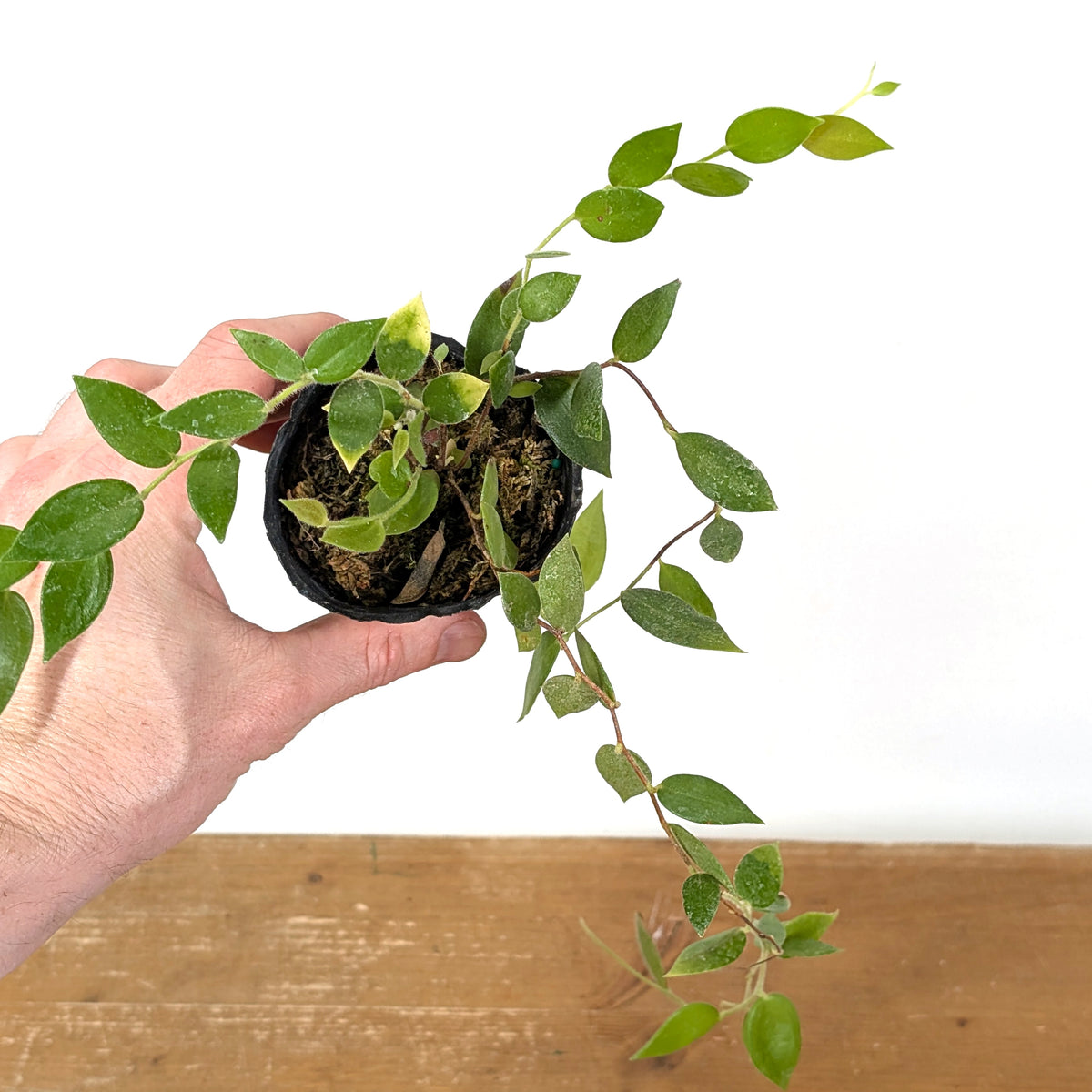 Ceratostema Loucianae 'Villosa'