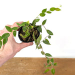 Ceratostema Loucianae 'Villosa'