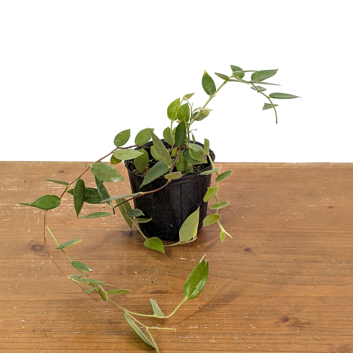 Ceratostema Loucianae 'Villosa'