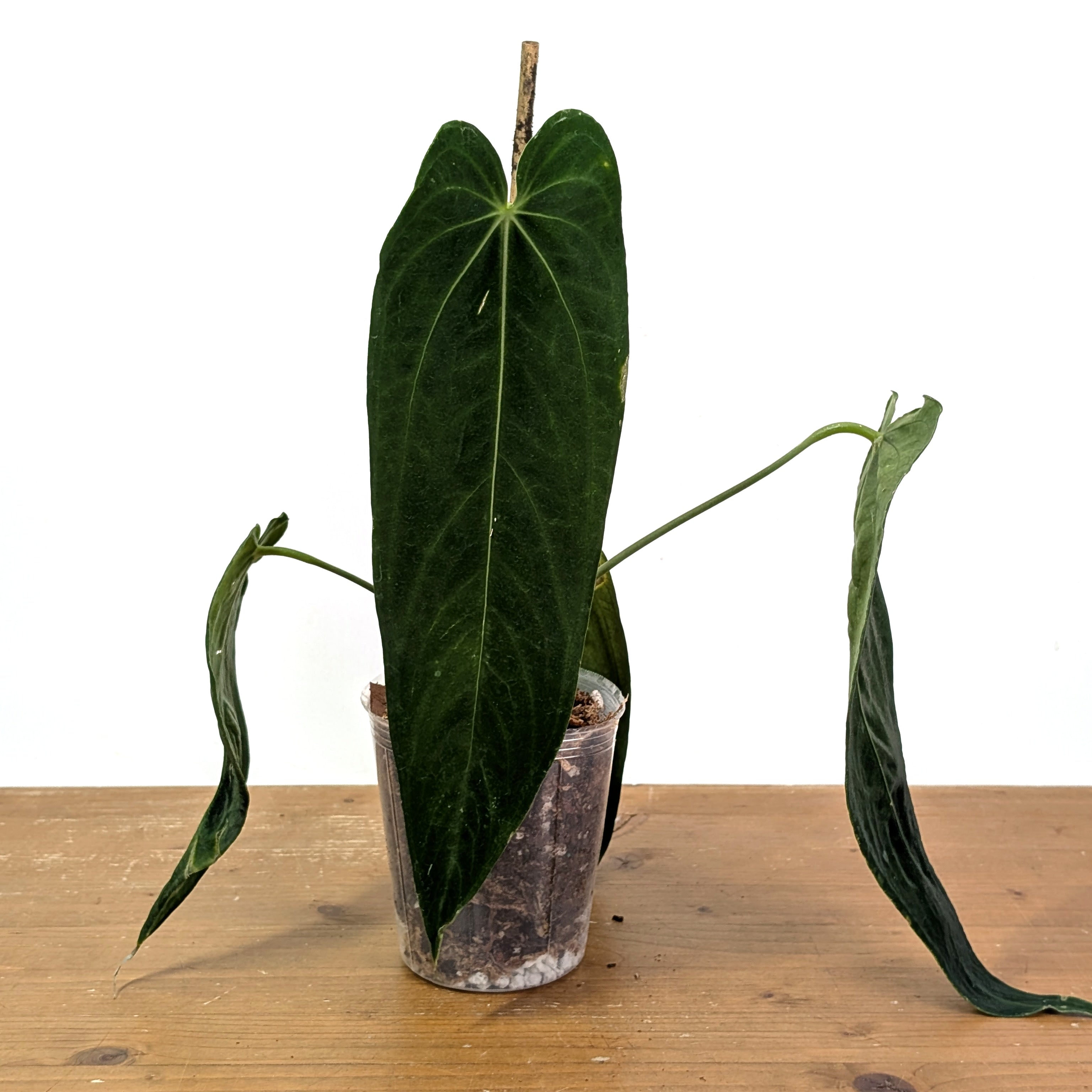 Anthurium Warocqueanum 'Esmeralda' Queen – Plantamani Plants