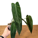 Anthurium Warocqueanum Esmeralda 'Dark Queen'