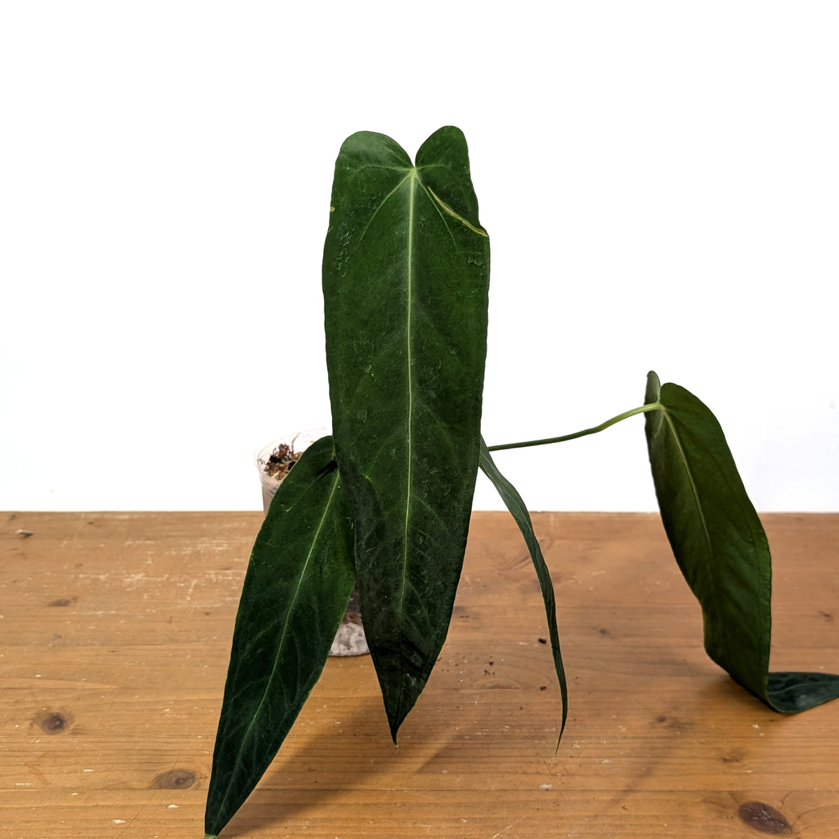 Anthurium Warocqueanum Esmeralda 'Dark Queen'