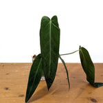 Anthurium Warocqueanum Esmeralda 'Dark Queen'
