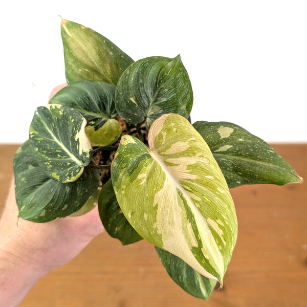 Philodendron Gloriosum Variegated - Exact Plant #14A in 4 Inch Pot
