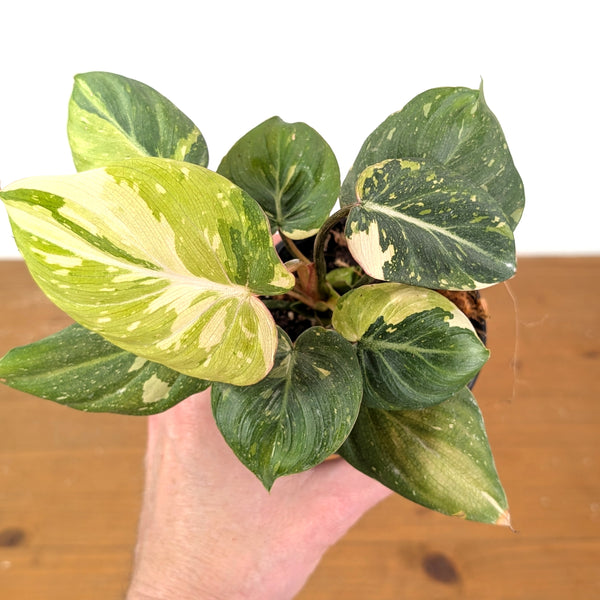 Philodendron Gloriosum Variegated - Exact Plant #14A in 4 Inch Pot