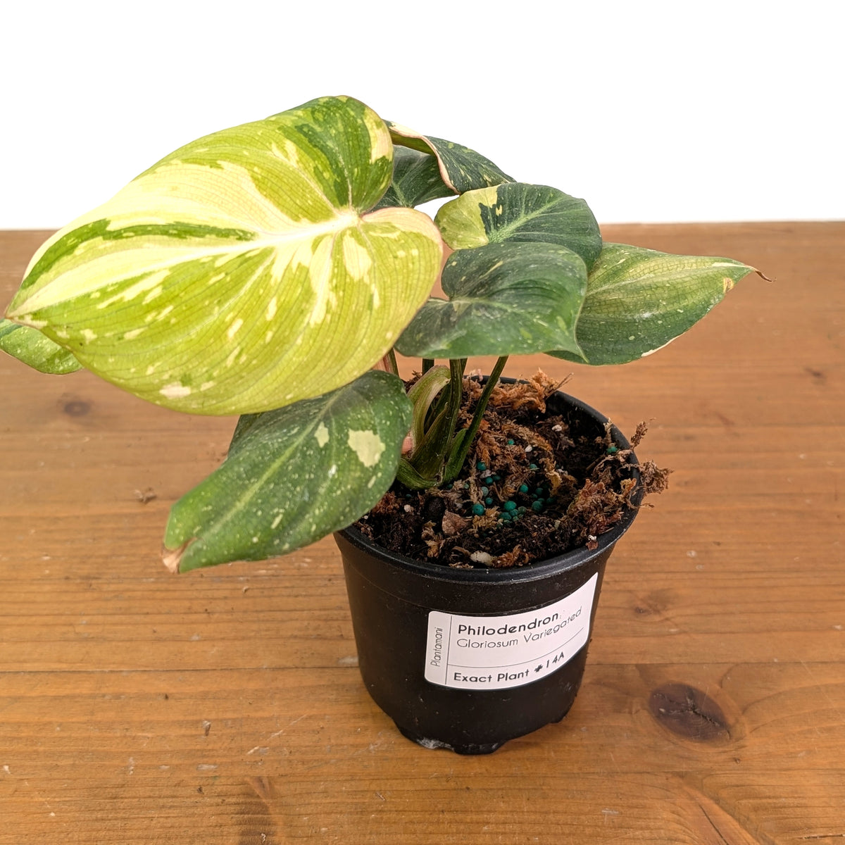 Variegated Philodendron Gloriosum