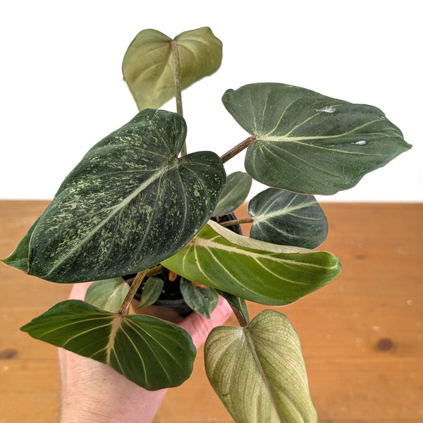 Philodendron Gloriosum Variegated - Exact Plant #14B in 4 Inch Pot