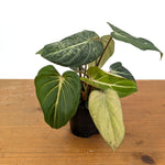 Philodendron Gloriosum Variegated - Exact Plant #14B in 4 Inch Pot