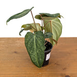 Philodendron Gloriosum Variegated - Exact Plant #14B in 4 Inch Pot