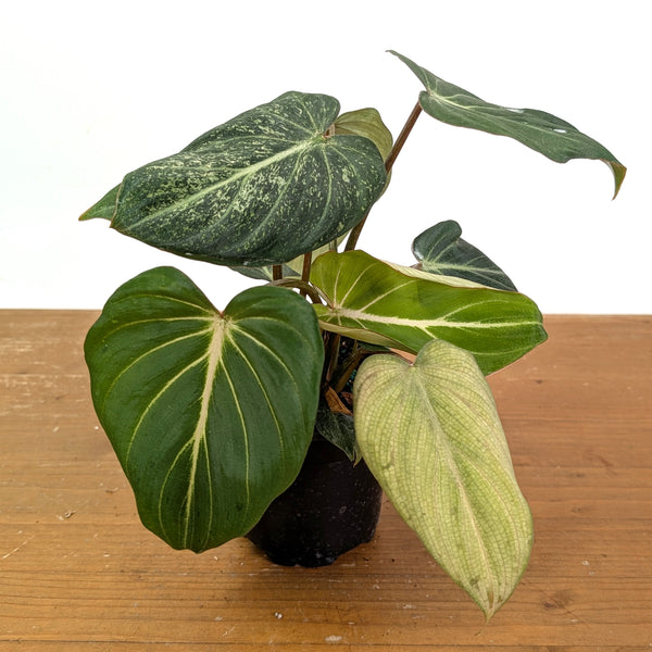 Philodendron Gloriosum Variegated - Exact Plant #14B in 4 Inch Pot
