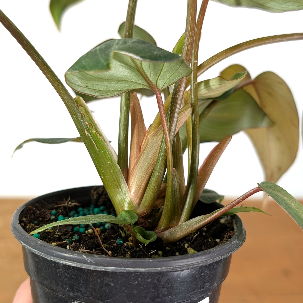 Philodendron Gloriosum Variegated - Exact Plant #14B in 4 Inch Pot