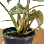 Philodendron Gloriosum Variegated - Exact Plant #14B in 4 Inch Pot