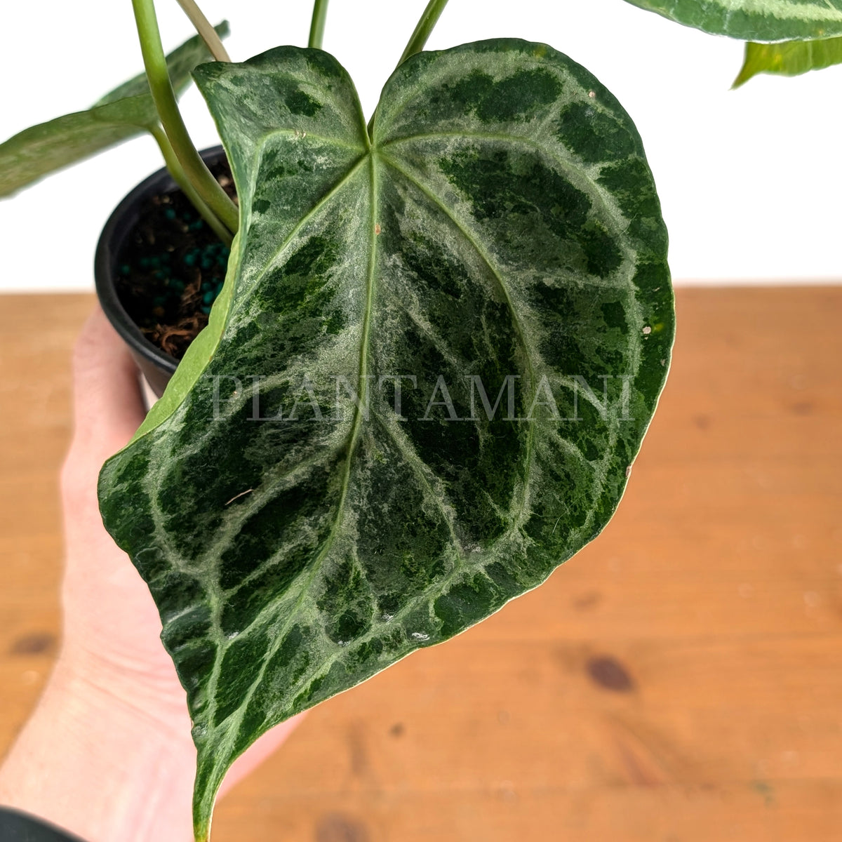 Anthurium Silver Blush Variegated Mint Exact Plant in 4 Inch Pot #33A