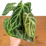 Anthurium Silver Blush Variegated Mint Exact Plant in 4 Inch Pot #33A