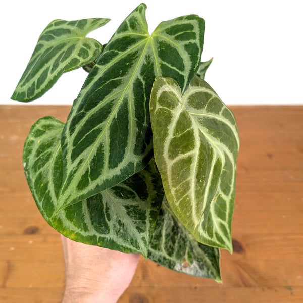 Anthurium Silver Blush Variegated Mint Exact Plant in 4 Inch Pot #33A