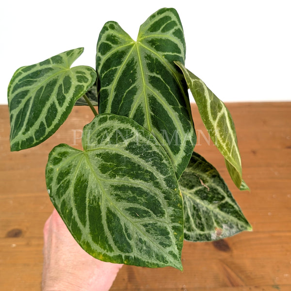Anthurium Silver Blush Variegated Mint Exact Plant in 4 Inch Pot #33A