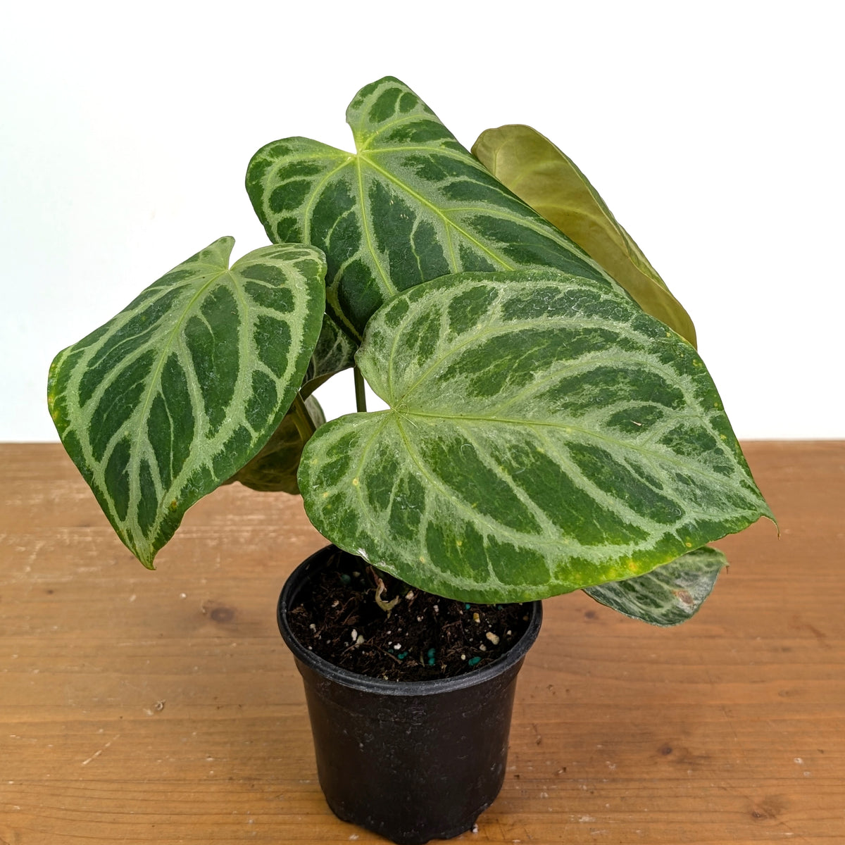 Anthurium Silver Blush Variegated Mint Exact Plant in 4 Inch Pot #33A