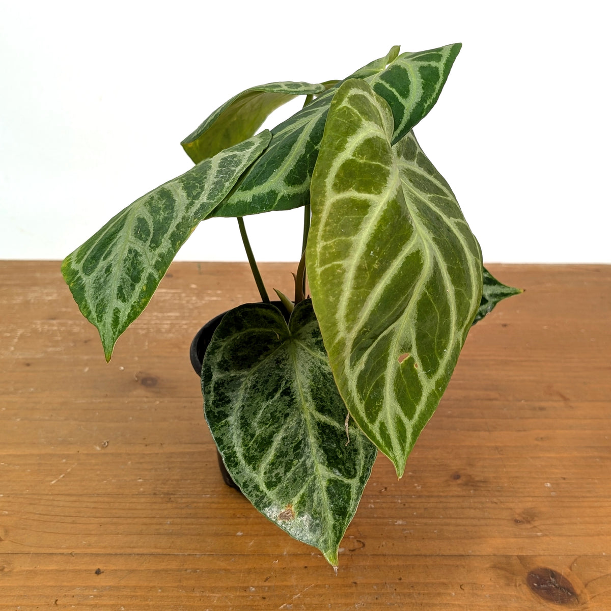 Anthurium Silver Blush Variegated Mint Exact Plant in 4 Inch Pot #33A