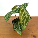 Anthurium Silver Blush Variegated Mint Exact Plant in 4 Inch Pot #33A