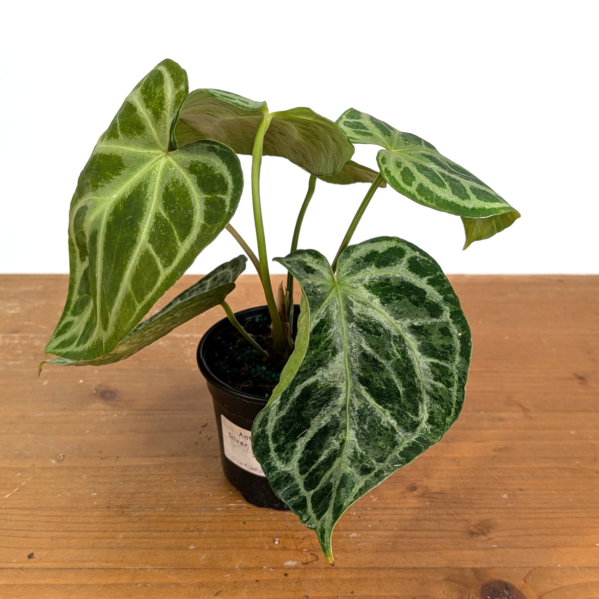 Anthurium Silver Blush Variegated Mint Exact Plant in 4 Inch Pot #33A