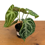 Anthurium Silver Blush Variegated Mint Exact Plant in 4 Inch Pot #33A