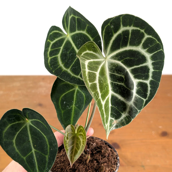 Anthurium Clarinervium Variegated Half Moon - Exact Plant #14A 4 inch pot