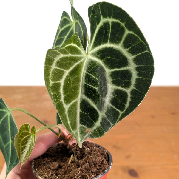 Anthurium Clarinervium Variegated Half Moon - Exact Plant #14A 4 inch pot