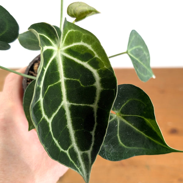 Anthurium Clarinervium Variegated - Exact Plant #14B 4 inch pot