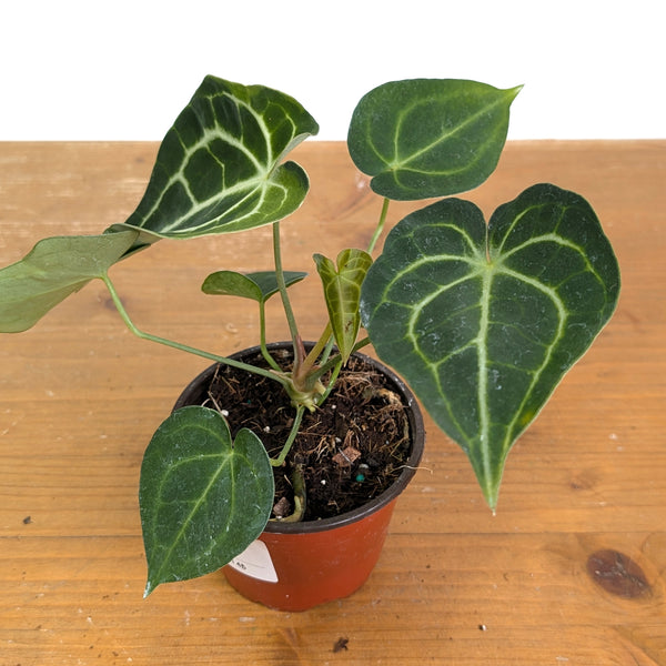 Anthurium Clarinervium Variegated - Exact Plant #14B 4 inch pot