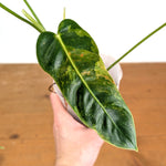 Philodendron Green Sky Variegated - Exact Plant #14A