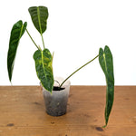Philodendron Green Sky Variegated - Exact Plant #14A