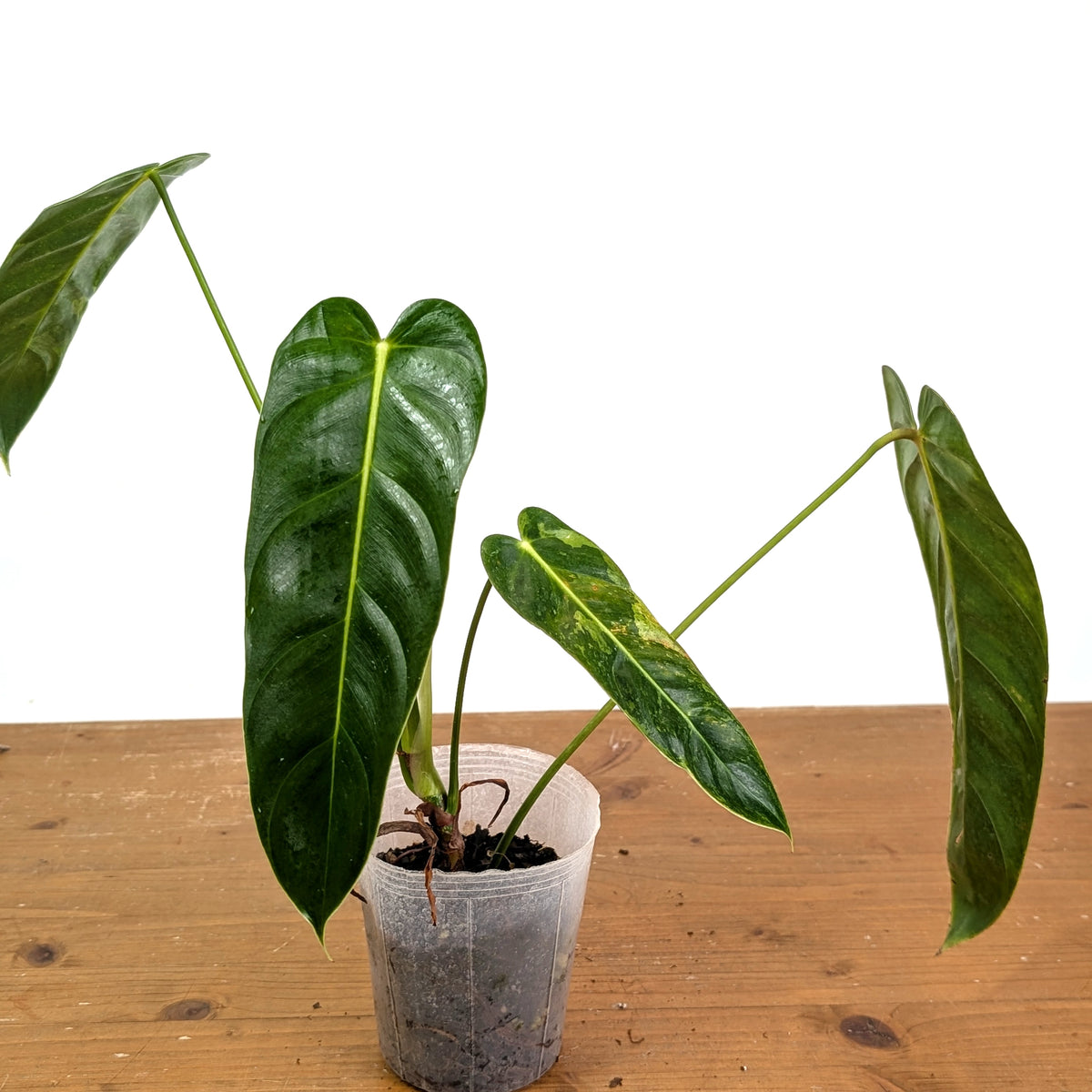 Philodendron Green Sky Variegated - Exact Plant #14A