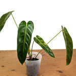 Philodendron Green Sky Variegated - Exact Plant #14A
