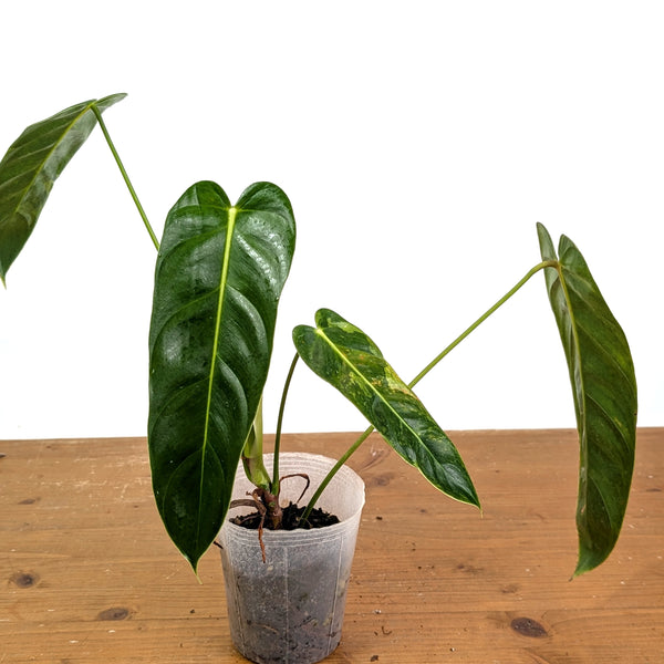 Philodendron Green Sky Variegated - Exact Plant #14A