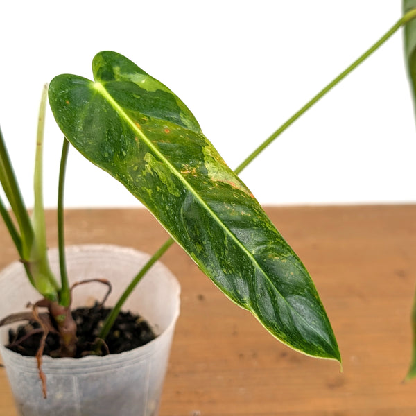 Philodendron Green Sky Variegated - Exact Plant #14A