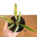 Philodendron Caramel Marble Variegated