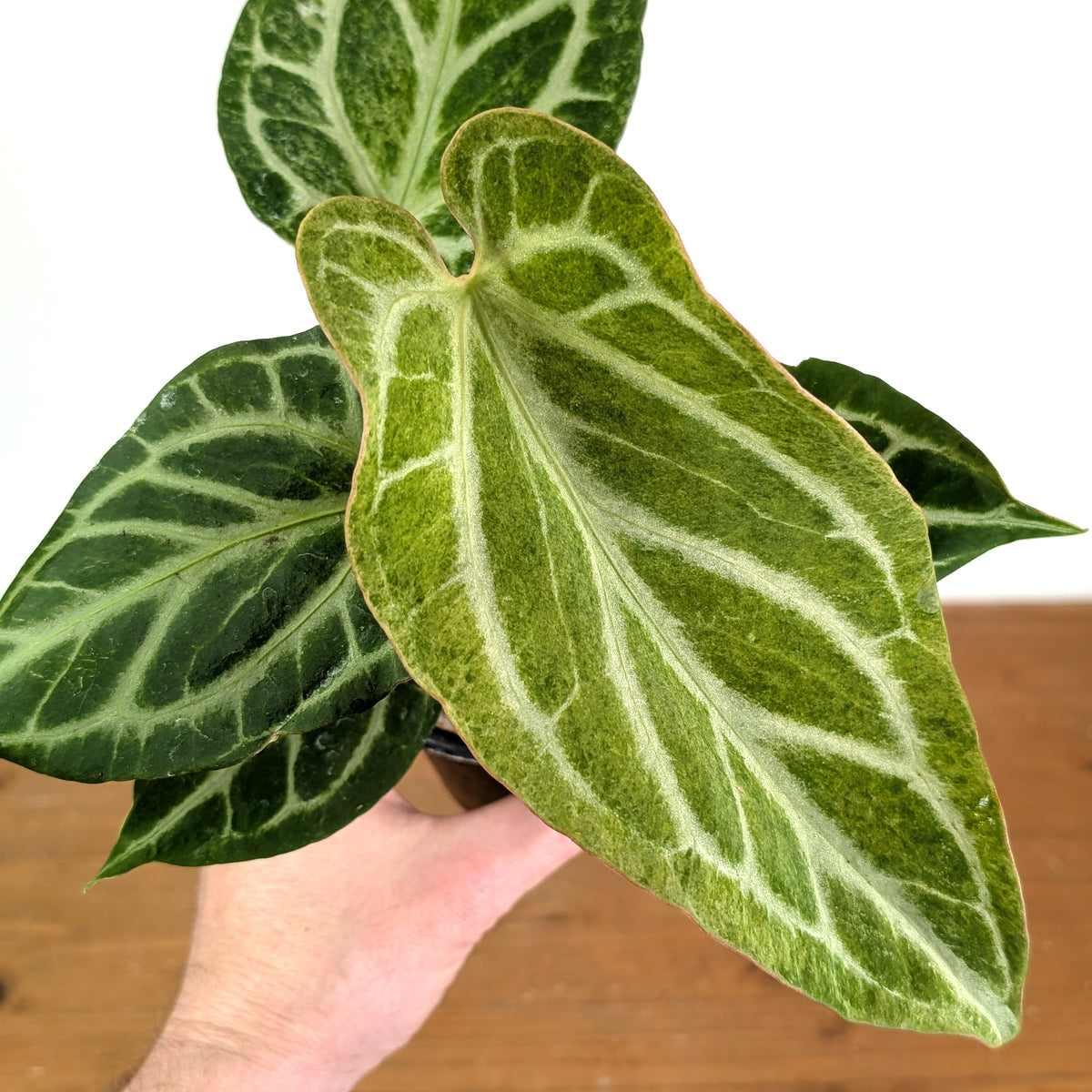 Anthurium Silver Blush Variegated Mint Exact Plant in 4 Inch Pot #49A