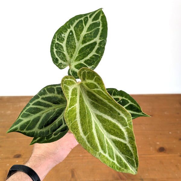 Anthurium Silver Blush Variegated Mint Exact Plant in 4 Inch Pot #49A