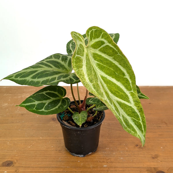 Anthurium Silver Blush Variegated Mint Exact Plant in 4 Inch Pot #49A