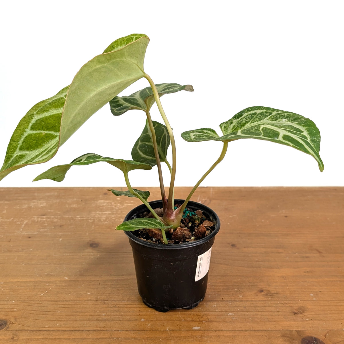 Anthurium Silver Blush Variegated Mint Exact Plant in 4 Inch Pot #49A