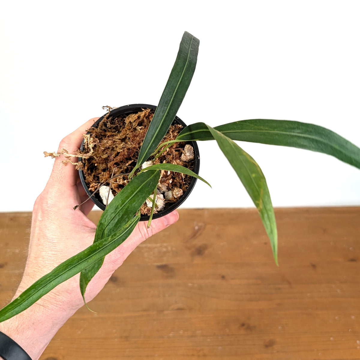 Anthurium Friedrichsthalii