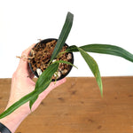 Anthurium Friedrichsthalii