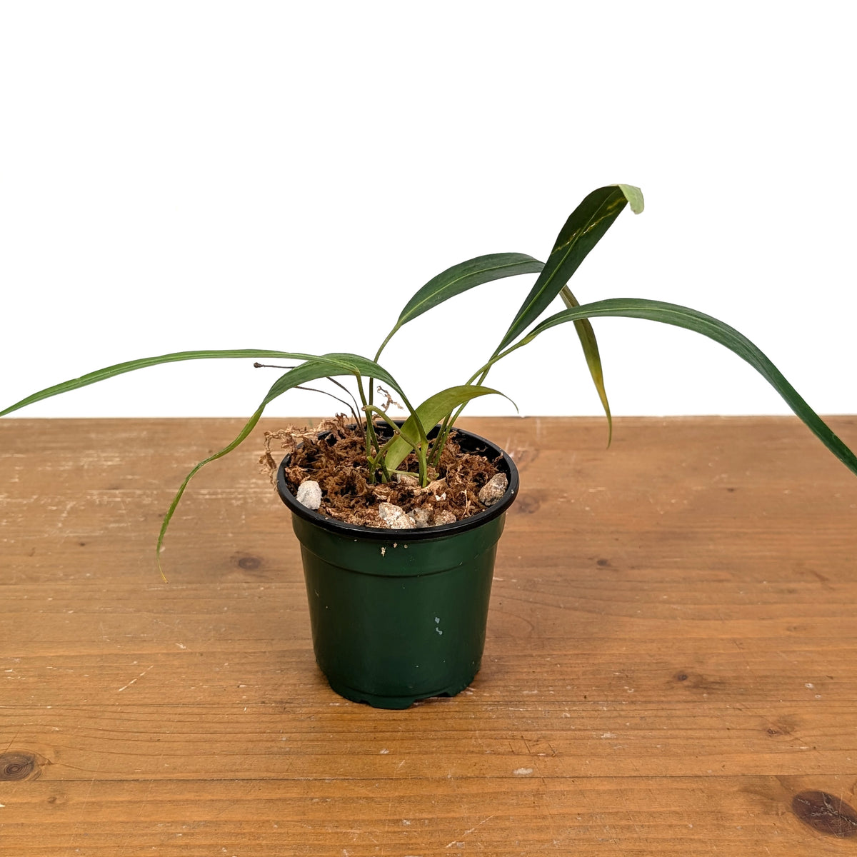 Anthurium Friedrichsthalii