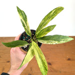 Anthurium vittariifolium Variegated