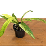 Anthurium vittariifolium Variegated