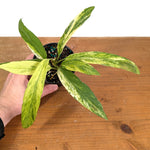 Anthurium vittariifolium Variegated