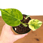 Monstera Yellow Marilyn Aurea