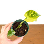 Monstera Yellow Marilyn Aurea