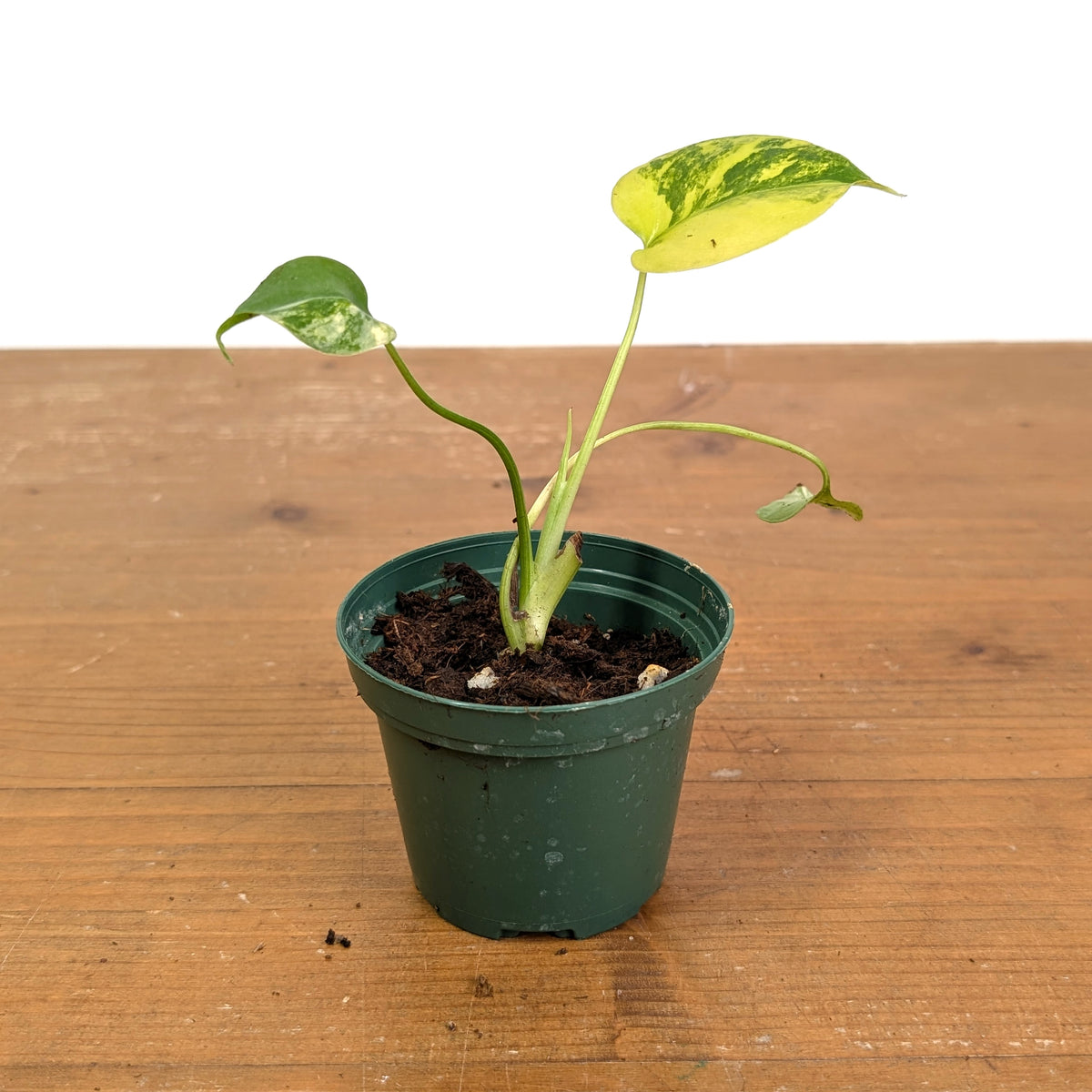 Monstera Yellow Marilyn Aurea